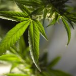 stock_marijuana-leaf-5315553_1920